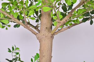 Árbol Artificial <span class=keywords><strong>de</strong></span> Terminalia, Árbol Tropical <span class=keywords><strong>de</strong></span> <span class=keywords><strong>Almendro</strong></span>, Planta Artificial Alta para Interiores, Sin Mantenimiento, para Decoración <span class=keywords><strong>de</strong></span> Vestíbulos <span class=keywords><strong>de</strong></span> Hoteles, Oficinas y Espacios Comerciales - Product Image 5