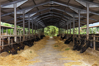 Ateliers à structure métallique pour solutions agricoles ; Étables à énergie solaire pour le stockage d'énergie destinées aux bovins et aux ovins