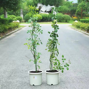 Piquets de Support pour plantes grimpantes, Cages de jardinage en spirale, piquets pour plantes en pot, tomate, Rose, vigne - Product Image 3