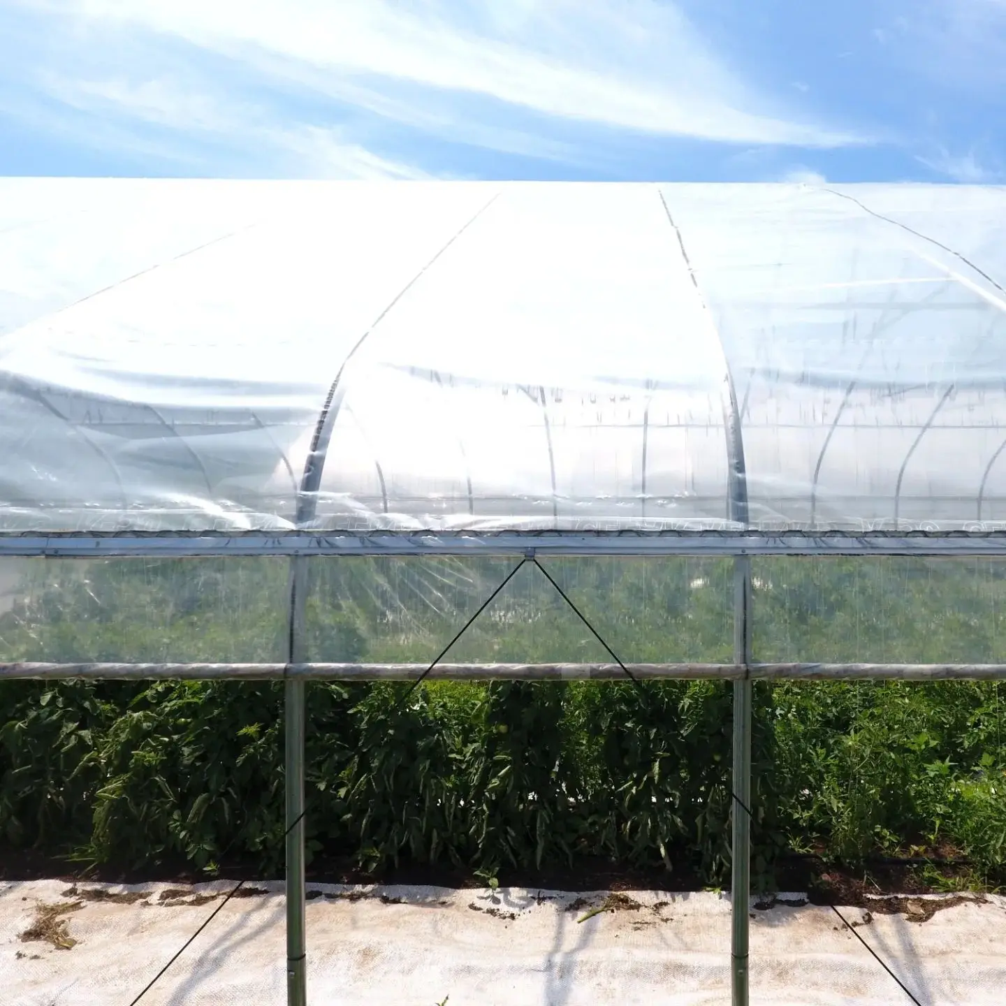 greenhouses manufacture hot sale pe film greenhouse low cost tunnel polycarbonate sheet