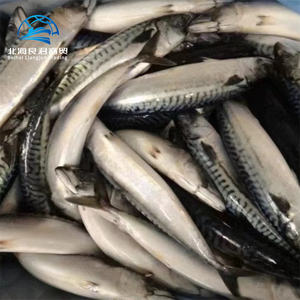 Alta Qualidade Fresh Frozen Pacific Whole <span class=keywords><strong>Round</strong></span> Cavala Peixe Vivo para Venda a Preços de Atacado - Product Image 6