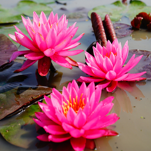 Nymphaea 'Miss Siam' - una Planta Acuática Adecuada para Estanques de Jardín e Invernaderos - Lirio de Agua 'Miss Siam' - Product Image 2
