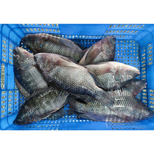Pescado Tilapia Entero <span class=keywords><strong>Congelado</strong></span> IQF al por Mayor, 300-800g, Proveedor Chino para el Mercado Africano - Product Image 4