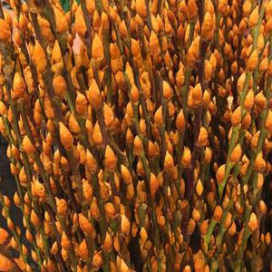 Цветные серебряные цветы - Product Image 4