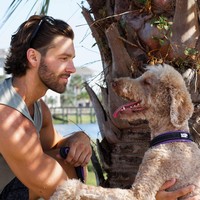 Collier pour chien rembourré et doux avec surpiqûres réfléchissantes, durable et résistant aux intempéries, personnalisable pour les commandes en gros et l'emballage de marque