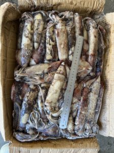 Calamar du Pacifique Sud Congelé 100-300g, Pêché en Haute Mer, Entier, Rond, Congelé, Norme d'Exportation - Product Image 4