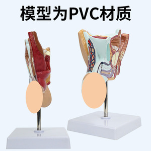 Modèles du système reproducteur masculin et féminin ; modèles pédagogiques du système urinaire hospitalier ; modèles d'anatomie sagittale des organes humains. - Product Image 4