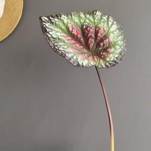 Venta al por mayor de ramas de Caladium artificial, hojas grandes variegadas y <span class=keywords><strong>negras</strong></span> mate, follaje artificial para suministros florales a granel - Product Image 3