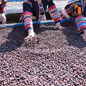 Raw Coffee for <b>Roasting</b> Private Label Green Specialty Coffee Beans Grade 1 AA Unroasted Robusta Bulk Supply OEM Wholesale Export - Product Image 4