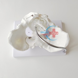 Mô hình trình diễn sản khoa bộ xương HC-S229/Mô hình bộ xương chậu nữ với hộp sọ thai nhi - Product Image 6