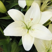 Neu eingetroffen: Frisch geschnittene natürliche Lilienblätter und Dekorationsblumen