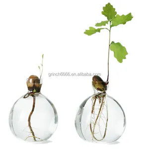 Acorn Sprouting Vase Avocado Acorn Glass Vase Sprout seed germinator vase acorn seed starter planter pot germination plate