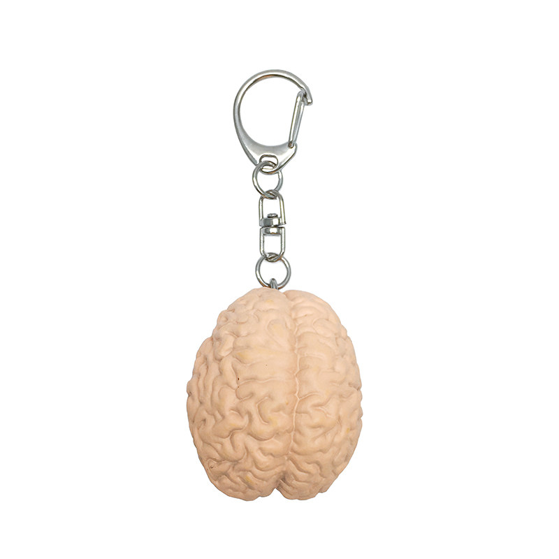 cerveau