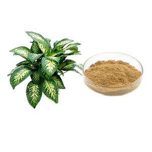Extrait naturel de rhizome de Rohdea japonicae, poudre d'extrait de rhizome d'Omoto Nipponlily 10:1 - Product Image 1