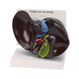 Ciência médica modelo de anatomia do fígado, vasos sanguíneos do fígado, modelo estrutural da bexiga biliar - Product Image 5