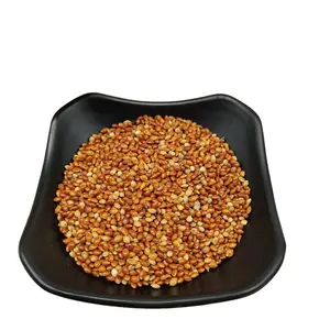 China Wholesale New Crop Non-Glutinous Red Broom corn Millet for Bird Seeds CORN MILLET