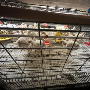 5000 chim gà thịt gia cầm trang trại tự động pin H khung gà lồng Điều kiện Mới nhúng nóng mạ kẽm lớp thép lồng - Product Image 4