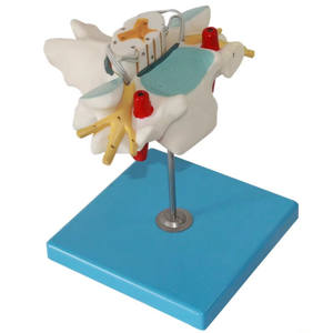 Modèle anatomique en PVC de colonne cervicale humaine avec moelle épinière et nerfs spinaux agrandis pour la science médicale - Product Image 1