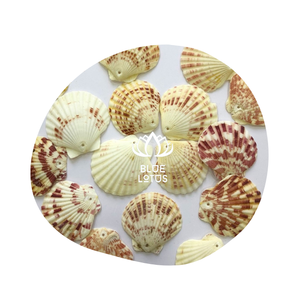 Coquillages de palourde et d'huîtres vietnamiens biologiques en vrac, coquillages sculptés sur mesure, art en coquille, lotus bleu nettoyé, Vietnam - Product Image 1