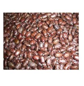 เมล็ดละหุ่งสำหรับขายส่งจำนวนมาก - Product Image 1