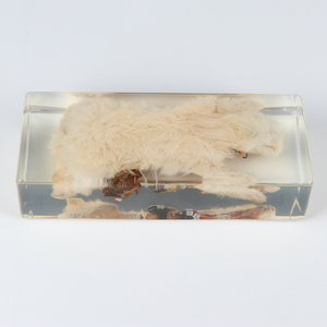 Thỏ giải phẫu rõ ràng nhựa mẫu sinh học giảng dạy động vật nhúng mẫu - Product Image 4