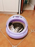 Lit rond pour chat portable et innovant avec coussin amovible lavable et poignée de transport confortable pour les voyages en intérieur et en extérieur