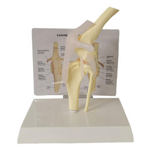 कुत्ते/कुत्ते घुटने संयुक्त शरीर रचना विज्ञान/संरचनात्मक मॉडल - Product Image 1