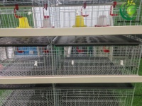 Cage d'élevage de type H à 4 niveaux pour poussins, livrée avec tous les accessoires, taux de survie élevé pour les fermes avicoles tropicales