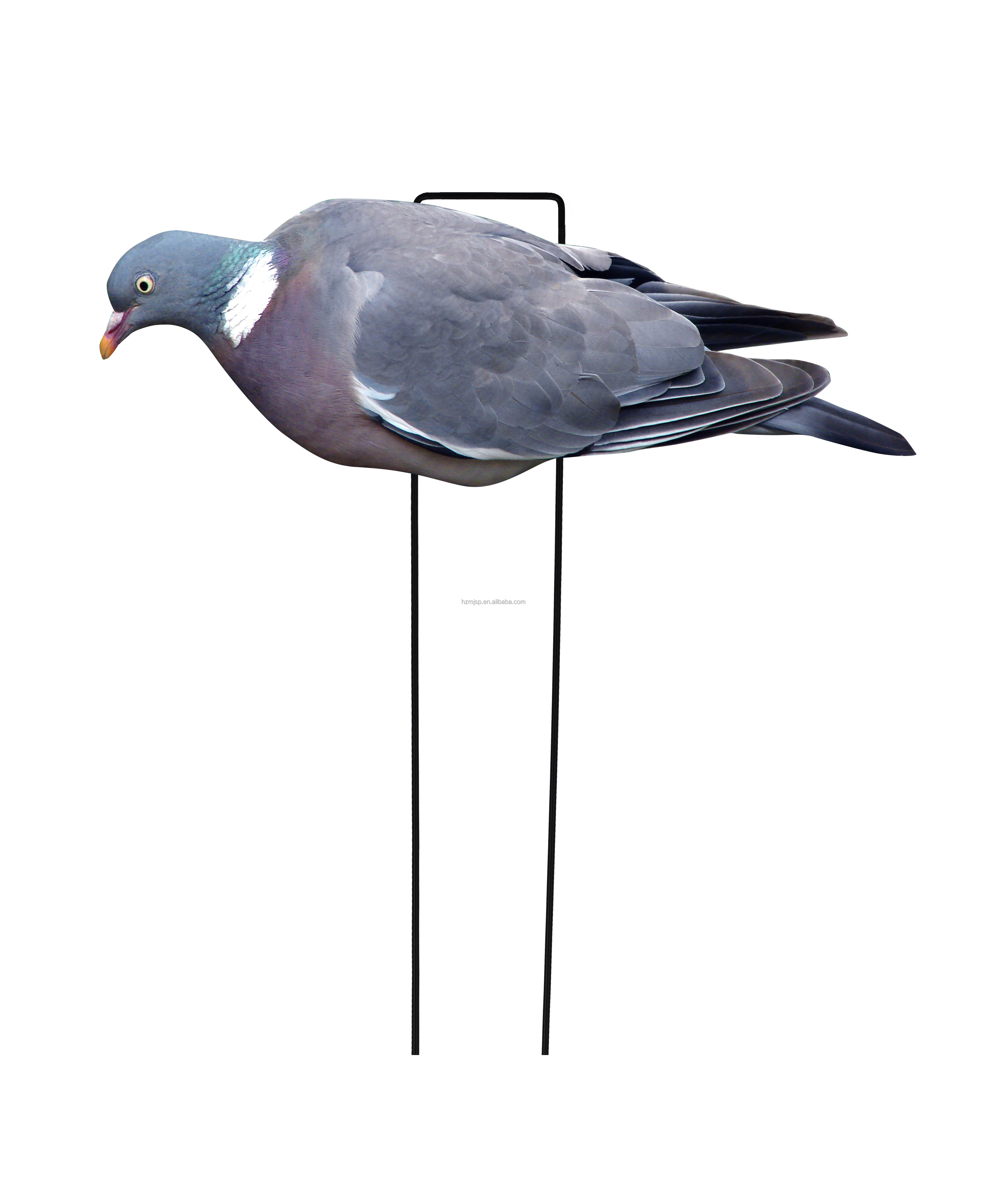 Blue Resting Pigeon