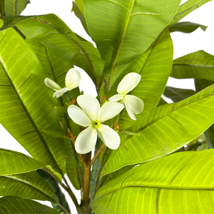 Arbre artificiel de <span class=keywords><strong>Plumeria</strong></span> de 180 cm pour la décoration intérieure, le bureau, les fleurs en soie, faux bonsaï, <span class=keywords><strong>plante</strong></span> durable pour la décoration de la maison et du jardin - Product Image 2