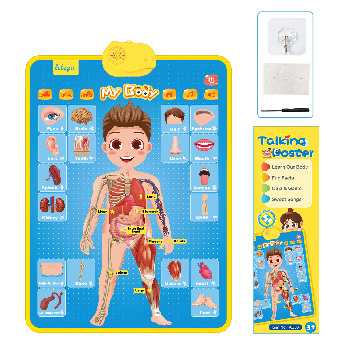body wall chart