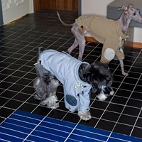 Manteau imperméable rétro de style grange pour chiens, idéal pour les Bedlington Terriers, Whippets et Schnauzers – Collection Printemps