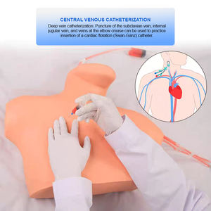 Maniquí Anatómico de Medio Cuerpo de PVC BIX-L68B para Entrenamiento de Punción Venosa Central en Ciencias Médicas - Product Image 3