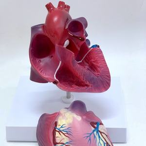 Modelo de Anatomía del Corazón Humano de Alta Calidad, Corazón Grande Natural para Enseñanza - Product Image 6