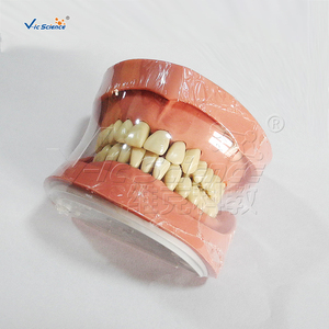 <span class=keywords><strong>Modelo</strong></span> de dientes <span class=keywords><strong>estándar</strong></span>, <span class=keywords><strong>modelo</strong></span> de dientes dentales Nissin chino para enseñanza médica, <span class=keywords><strong>modelo</strong></span> de enseñanza - Product Image 1