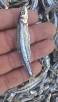 Produits de la mer séchés en provenance d'usine : Anchois, crevettes bébés, scad OEM 500 grammes 1 kg - Seafood(at)linda(dot)com -W/S: 0084 9989 322 607