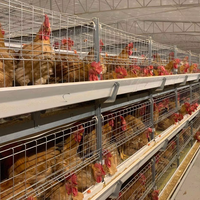 Cages pour animaux d'équipement de poulets de chair de type TBB H pour l'élevage efficace des poulets de chair