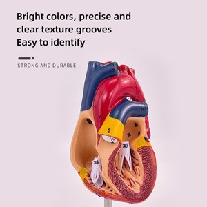 डिजिटल पहचान के साथ एक प्राकृतिक बड़ा दिल शरीर रचना शिक्षण मॉडल - Product Image 4