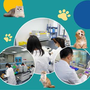 Toxoplasma Antigen ชุดทดสอบอย่างรวดเร็ว toxo AG ชุดตรวจทางสัตวแพทย์ทดสอบอุจจาระวินิจฉัยได้อย่างรวดเร็ว toxo AG สำหรับสุนัขและแมว - Product Image 6