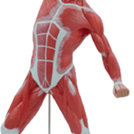 แบบจำลองกายวิภาคศาสตร์รูปร่างมนุษย์ขนาดใหญ่ 50 ซม. คุณภาพสูง สีสันสดใส ขนาด 1/4 ของจริง 1 ชิ้น สำหรับการเรียนการสอนทางการแพทย์ - Product Image 3