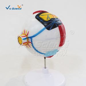 Modelo Anatómico de la Estructura y Anatomía <span class=keywords><strong>del</strong></span> <span class=keywords><strong>Ojo</strong></span>, Modelo Médico para la Enseñanza de la Anatomía Humana - Product Image 5