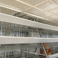 Cages à poules multi-niveaux de grande capacité spécialement conçues pour les élevages, pratiques pour le nettoyage des déjections des poules pondeuses