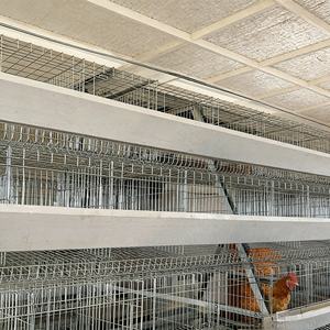 बड़ी क्षमता बहु-परत चिकन बैटरी पिंजरे विशेष रूप से डिजाइन किए गए प्रजनन फार्म के लिए उपयुक्त हैं। - Product Image 6