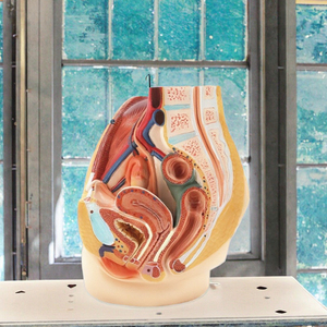 Modèle anatomique grandeur nature du système urinaire et génital masculin en PVC, aide pédagogique pour l'enseignement de l'anatomie, sciences médicales - Product Image 3
