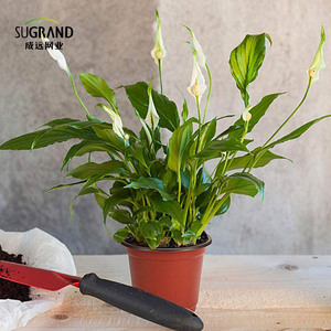 Khay Nhân Giống Trong Vườn Khay Trồng Cây Bằng Nhựa Chậu Ươm - Product Image 2