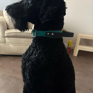 <span class=keywords><strong>Collar</strong></span> de perro duradero ajustable fácil de limpiar de PVC resistente al agua con mango cómodo para perros medianos y grandes collares de entrenamiento para mascotas - Product Image 6