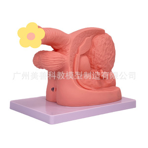 Formation simple au cathétérisme, démonstration et pratique de l'anatomie des organes génitaux internes et externes masculins et féminins ; Enseignement - Product Image 4