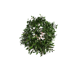 Grand olivier artificiel Simulation en plastique Arrangements saisonniers intérieurs et extérieurs pour décor de paysage vert d'hôtel de bureau à domicile - Product Image 3