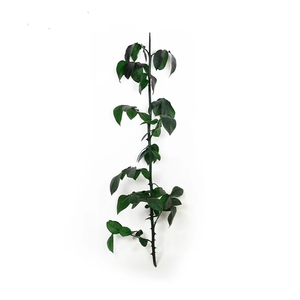 Yunnan ดอกไม้นิรันดร์วัสดุ <span class=keywords><strong>DIY</strong></span> กิ่งใบเครื่องประดับเจ้าชายน้อยแก้วโดมวันวาเลนไทน์วันอีสเตอร์ปีใหม่ - Product Image 4