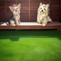 Statue de Yorkshire Terrier, Statues de chien Yorkie assis, Statues d'animaux en plein air, Statues de chien pour jardin, Yorkie en résine peinte à la main